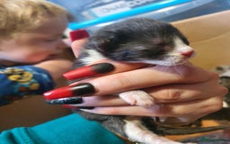 Mixed Breed cats for sale: One little black and white boy left - Image 5