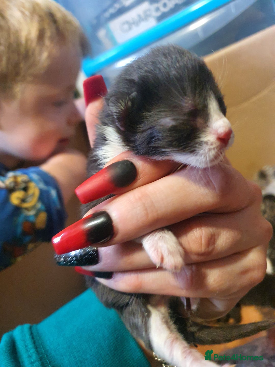Mixed Breed cats for sale: One little black and white boy left - Image 5