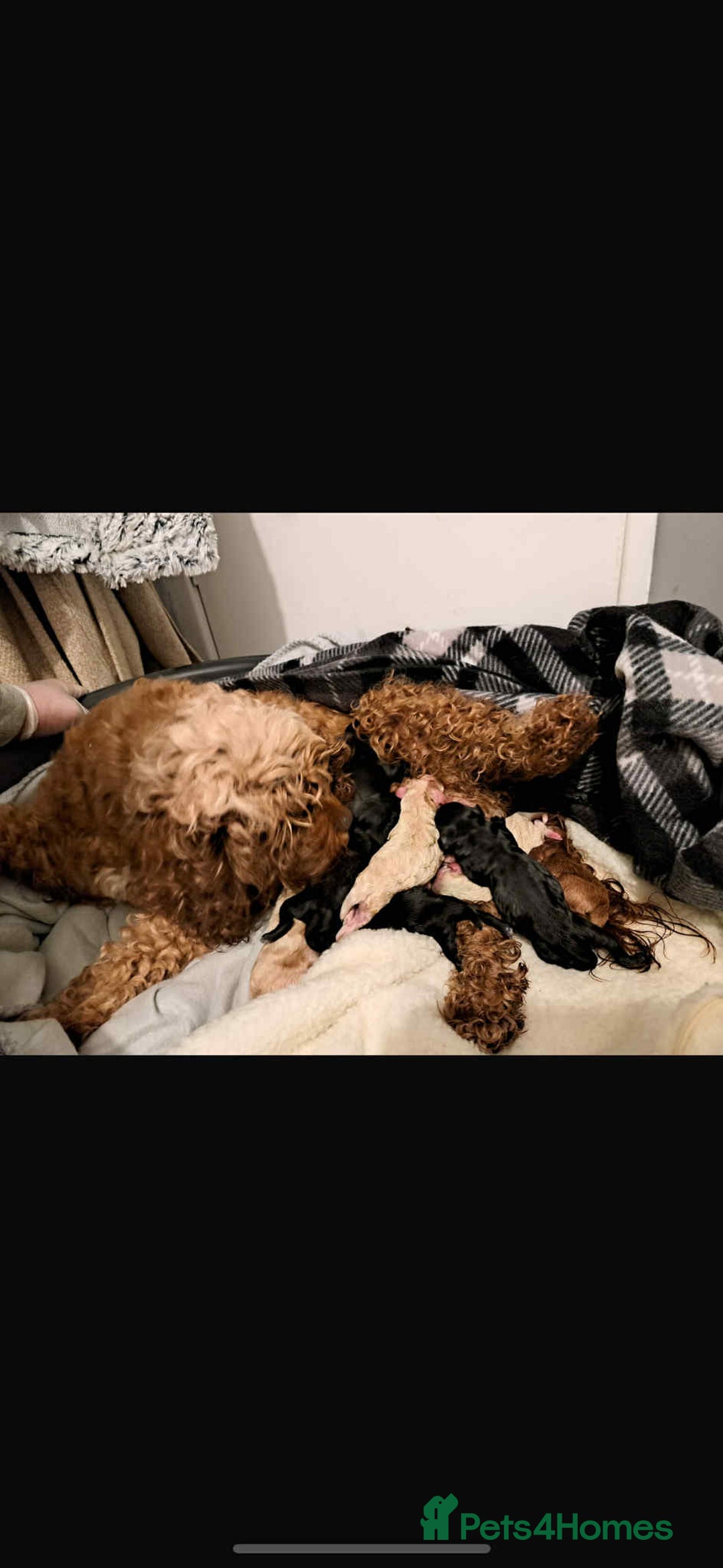 Miniature Poodle dogs for stud: Proven🏆, miniature poodle - Image 7