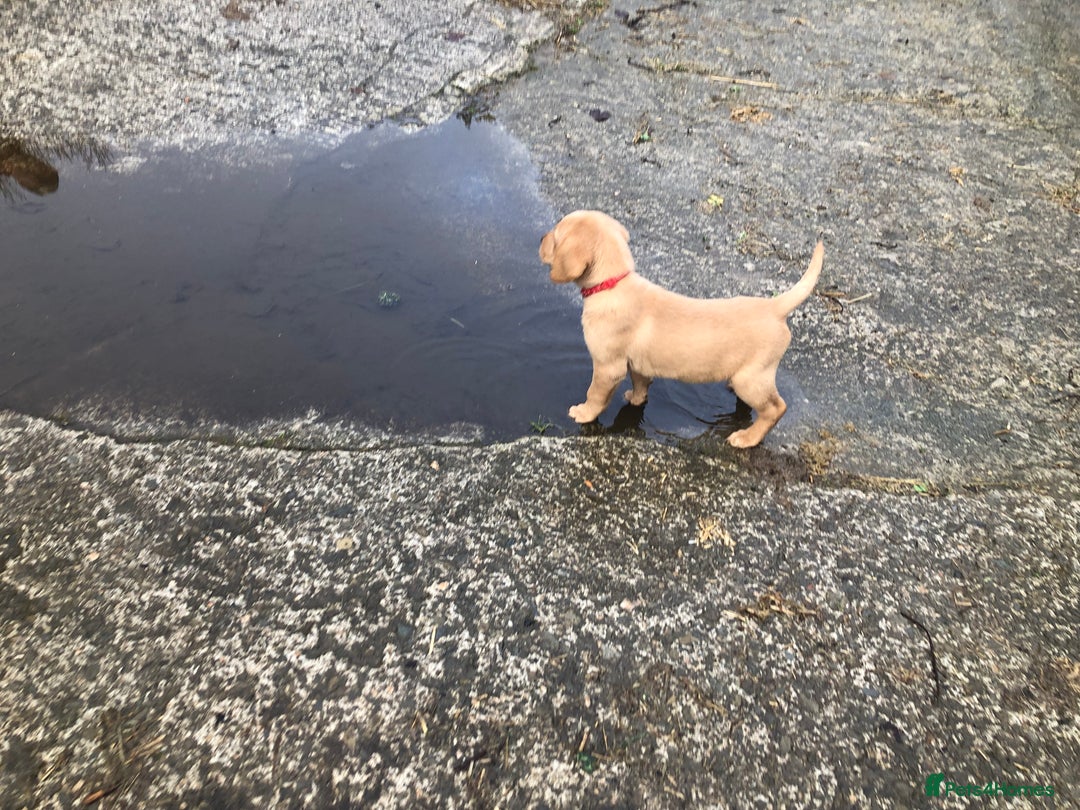 Labrador Retriever dogs for sale: Kc registered Labrador puppies(2 remaining) - Advert 11