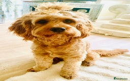 Cavapoo dogs for sale: Meet Tilly - Stunning Red F1 CavaPoo  in Rhyl - Image 17