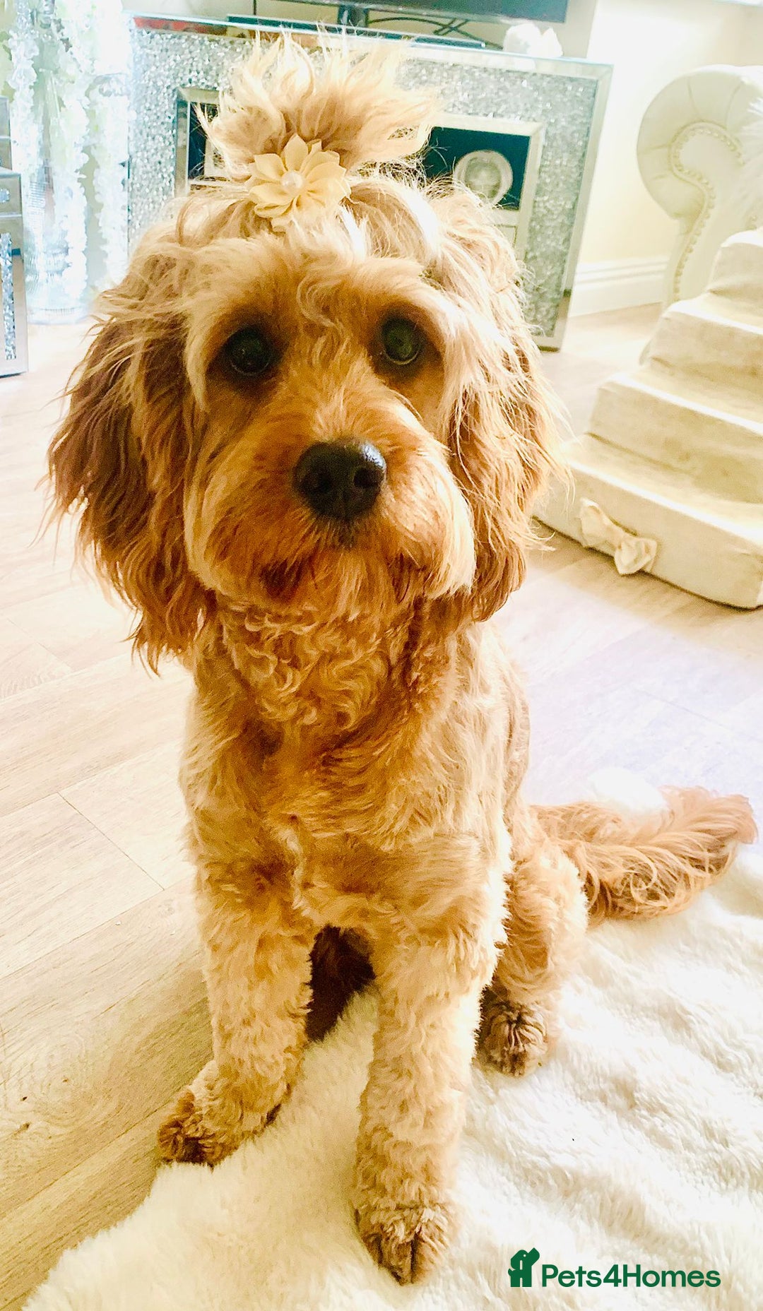Cavapoo dogs for sale: Meet Tilly - Stunning Red F1 CavaPoo  in Rhyl - Image 17
