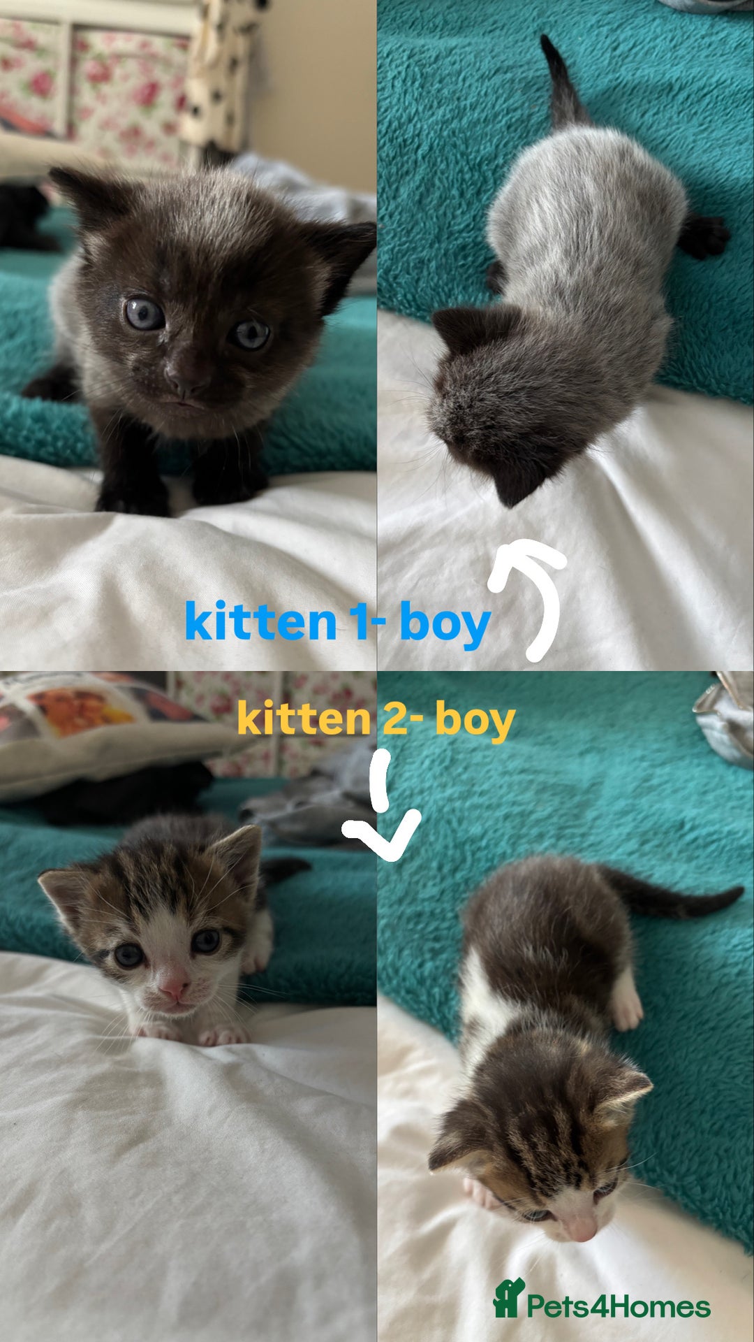 Mixed Breed cats for sale: Beautiful tabby x Ragdoll kittens for sale ! - Advert 2