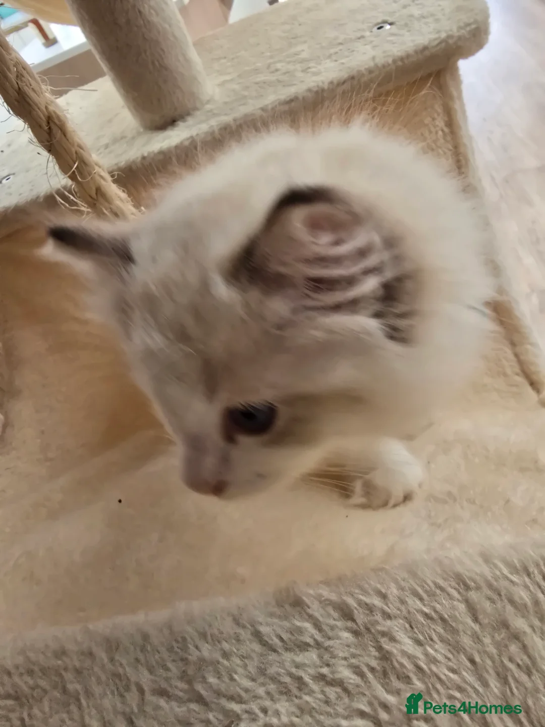 Ragdoll cats for sale: Ragdoll kittens - Advert 2