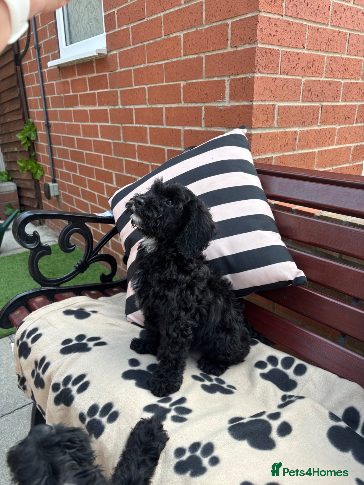 Cockapoo dogs Ready to leave cockapoo puppies 💙❤️£895 - Advert 16
