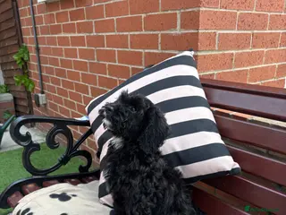 Cockapoo dogs Ready to leave cockapoo puppies 💙❤️£895 - Advert 16
