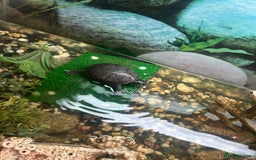 Turtle reptiles for sale: 2 female turtles  - Image 5