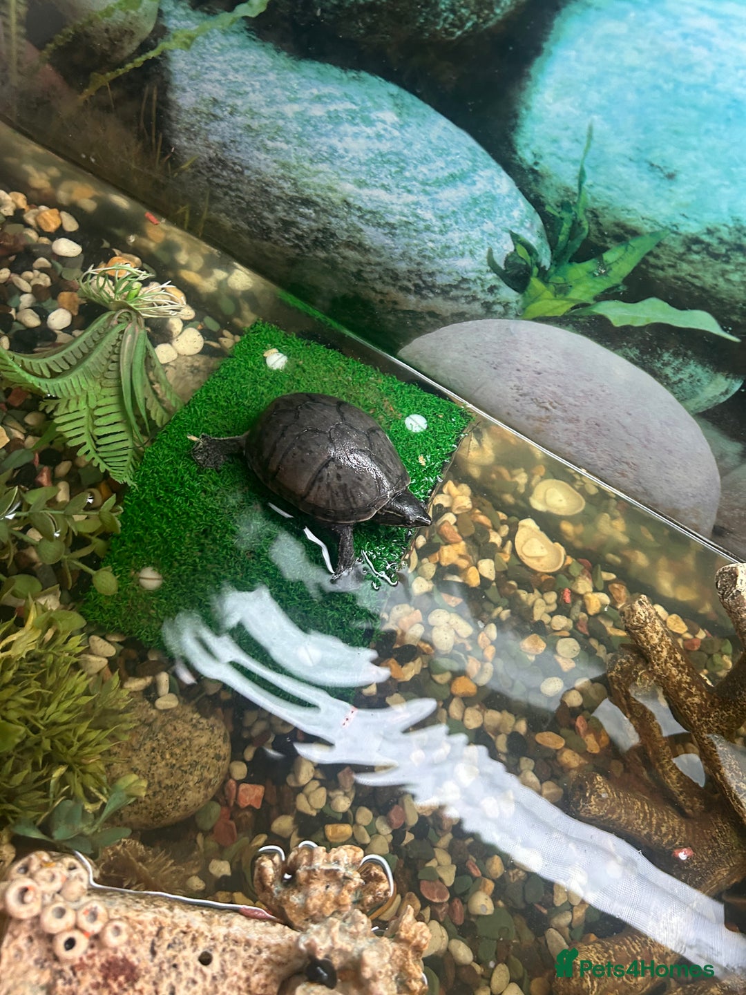 Turtle reptiles for sale: 2 female turtles  - Image 5