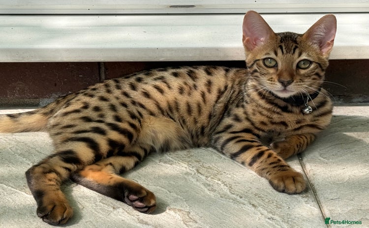 Bengal cats - Advert 2