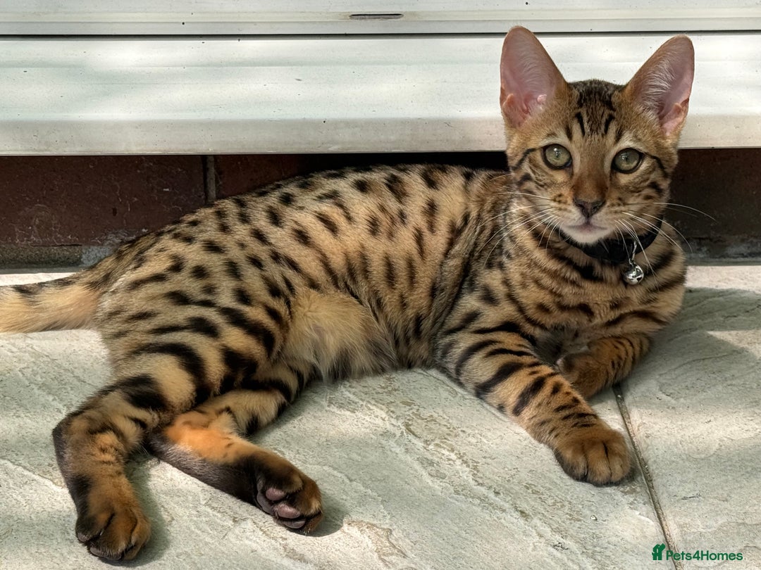 Bengal cats for sale: Boy and a girl bangle Kittin for sale - Image 9