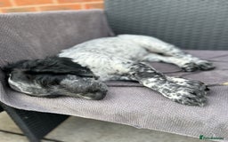 Sprocker dogs for stud: Sprocker Stud Dog - working line, 1 year old - Image 17