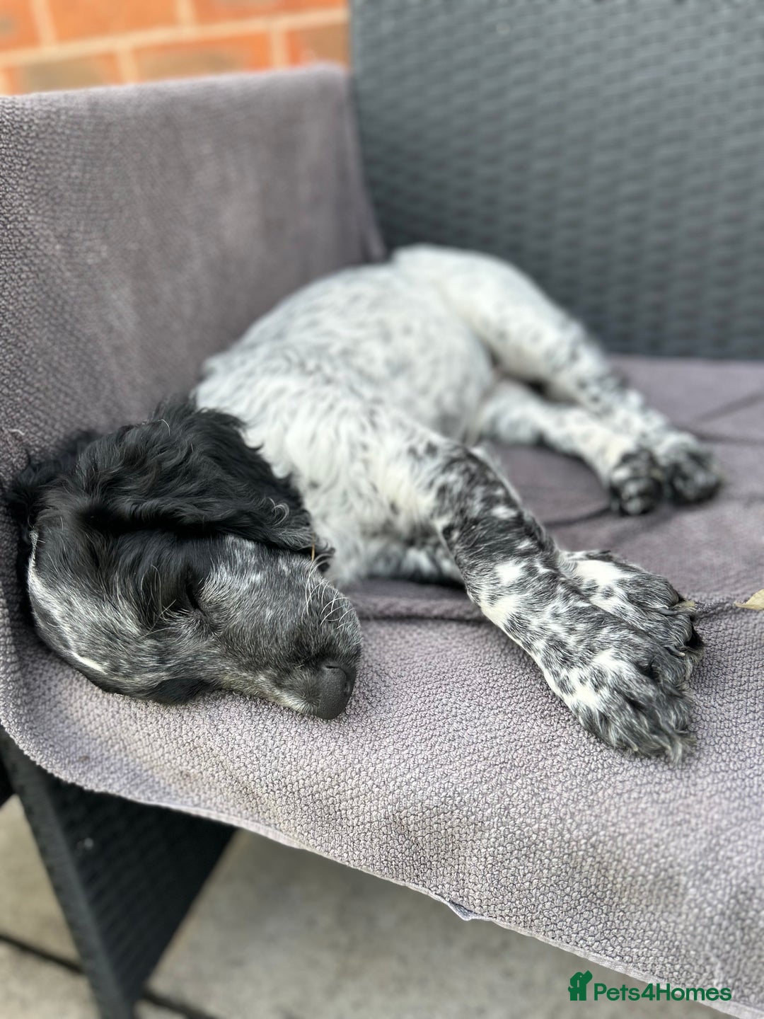 Sprocker dogs for stud: Sprocker Stud Dog - working line, 1 year old - Image 17