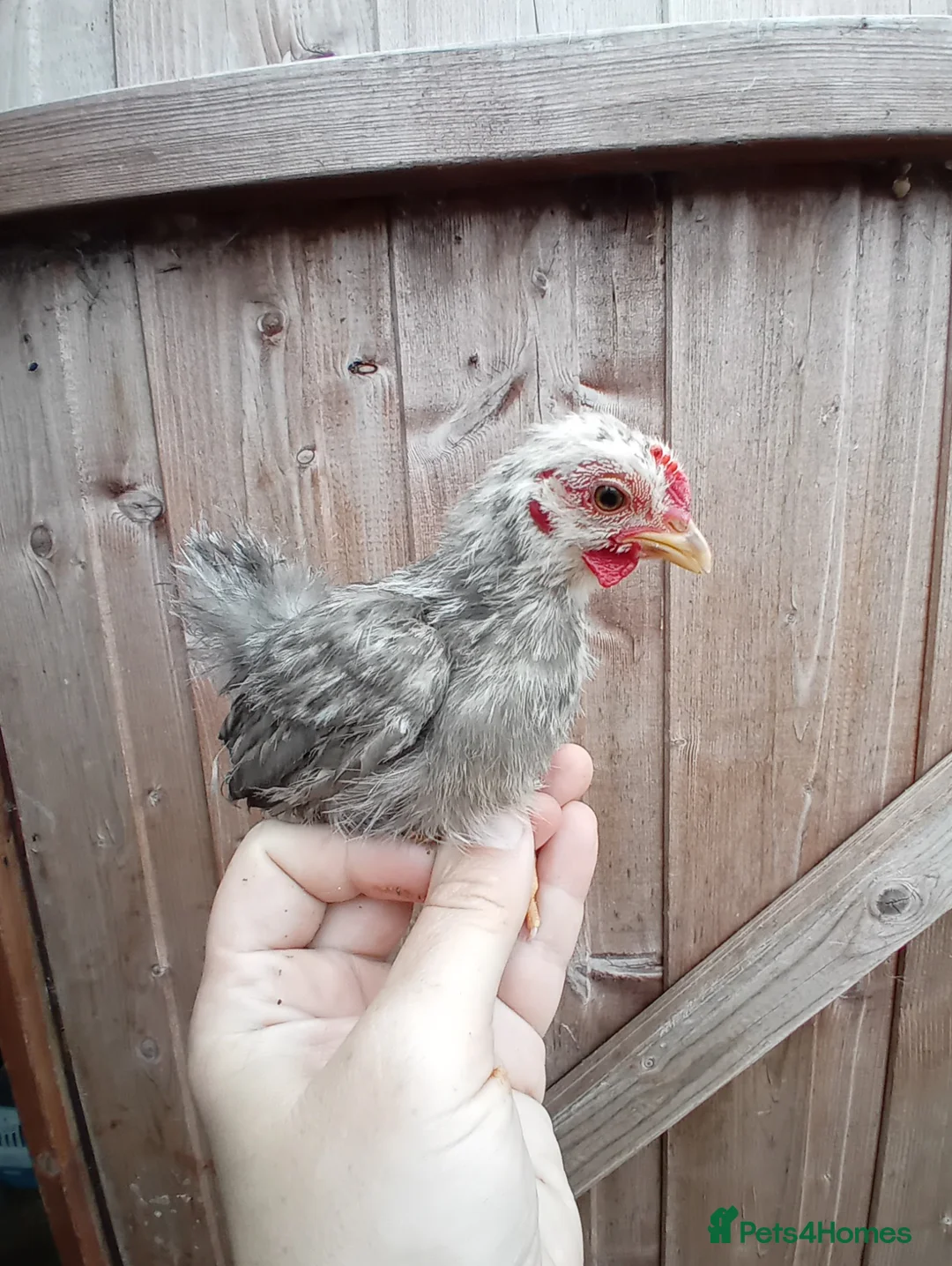 Chickens poultry for sale: Serama Roosters Available - Advert 2