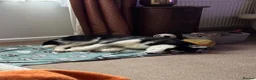Siberian Husky dogs for sale: Blue  in Corby - Advert 3