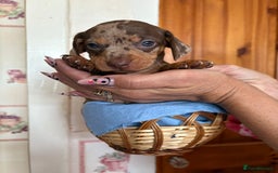 Dachshund dogs for sale: Our 7 Adorable Dachshund Puppies Ready for Homes - Image 2