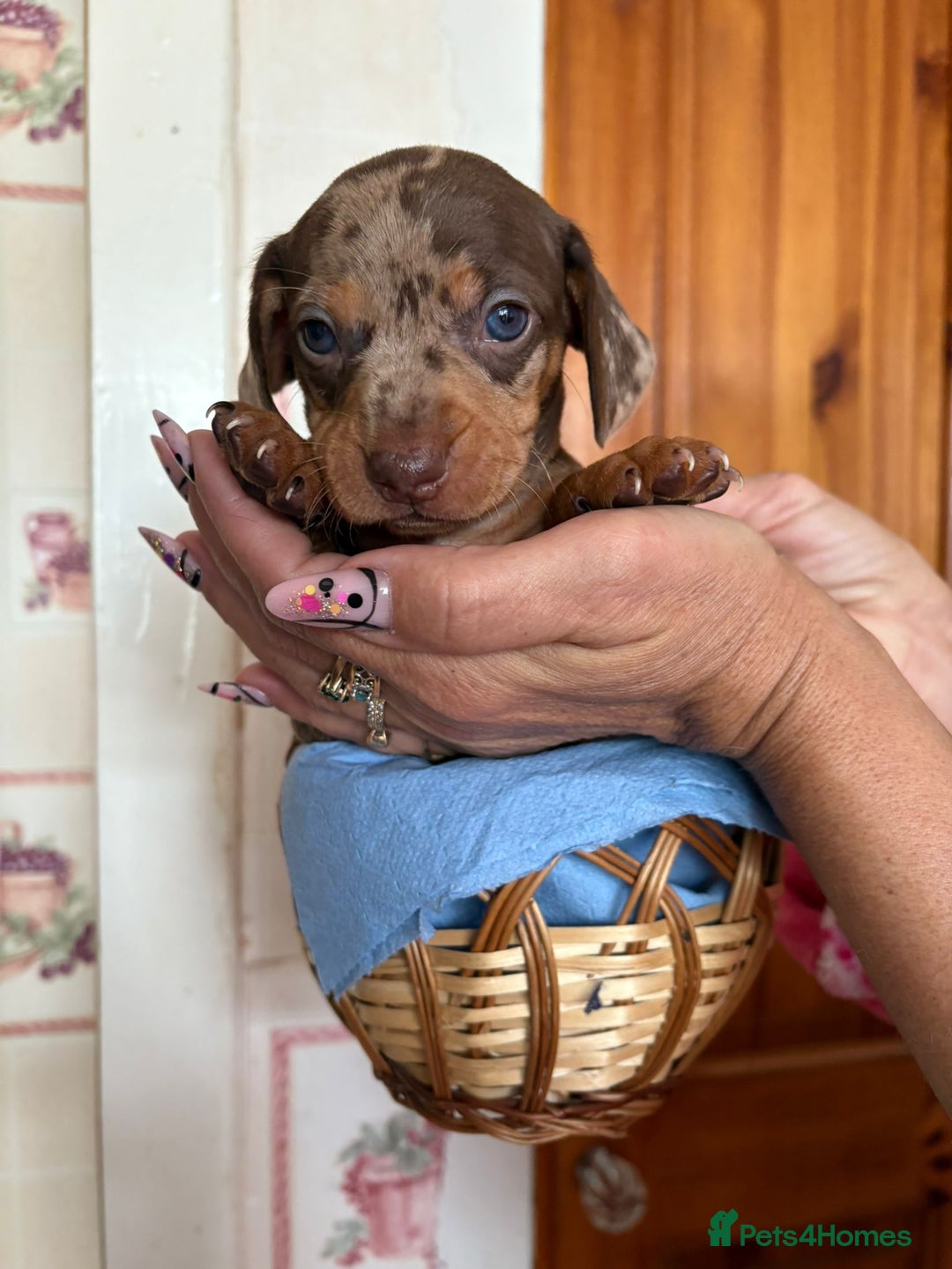 Dachshund dogs for sale: Our 7 Adorable Dachshund Puppies Ready for Homes - Image 2