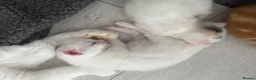 Turkish Angora cats for sale: 3 Adorable Kittens - Advert 5