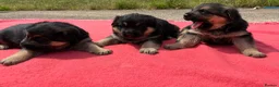 German Shepherd dogs for sale: German shepherd puppies.  in Leicester - Advert 5