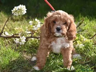 Cavapoo dogs Ready Now F1 Toy Cavapoo Puppies Health Tested - Advert 3
