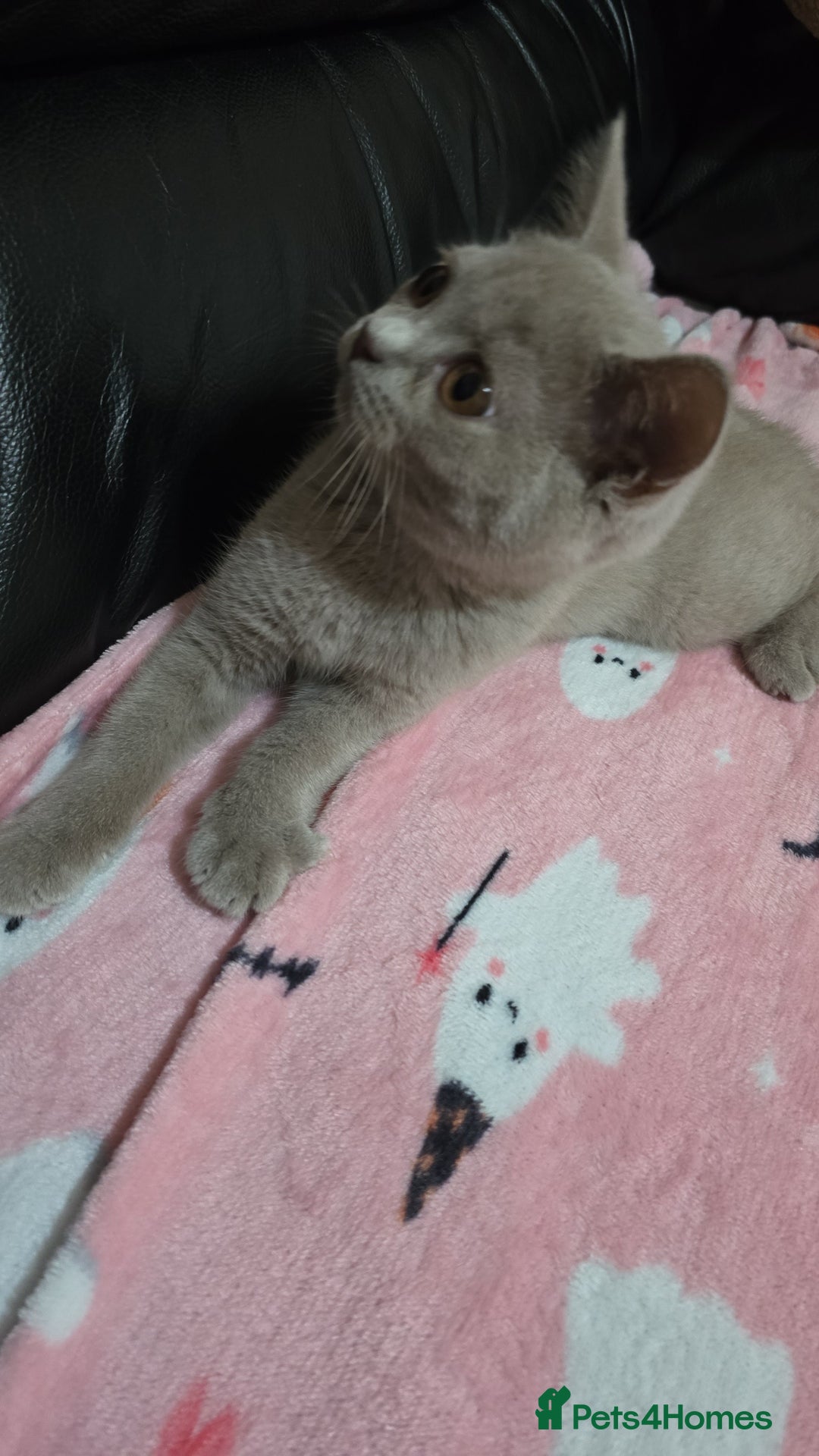 British Shorthair cats for sale: 🐾 Last British Shorthair Kitten – Lilac Cream 🐾 - Image 1