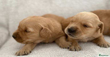 Golden Retriever dogs - Advert 4
