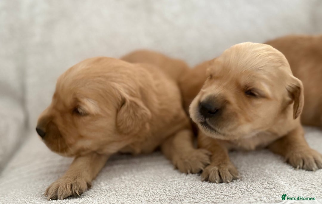 Golden Retriever dogs for sale: Stunning KC registered Golden Retriever puppies - Image 3