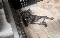 French Bulldog dogs for sale: French bulldog  - Image 2
