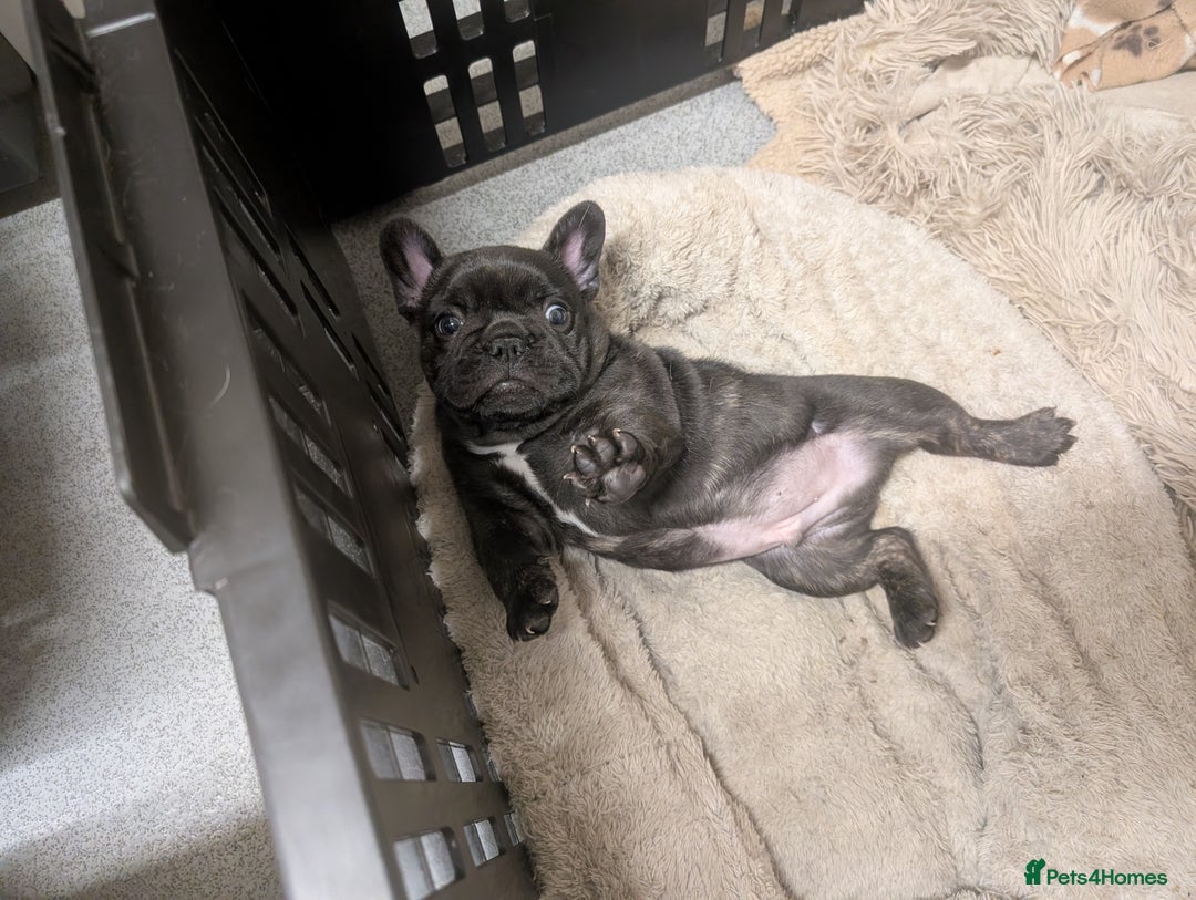 French Bulldog dogs for sale: French bulldog  - Image 2