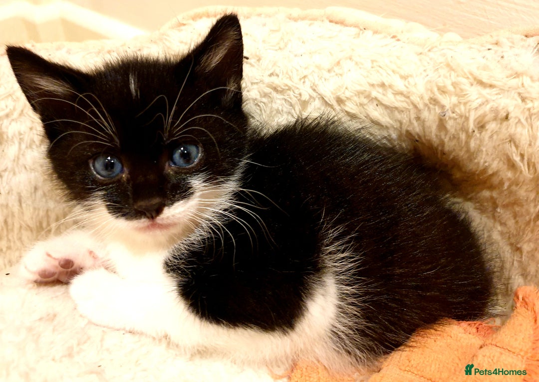 Mixed Breed cats for sale: Adorable trio of kittens  - Image 32