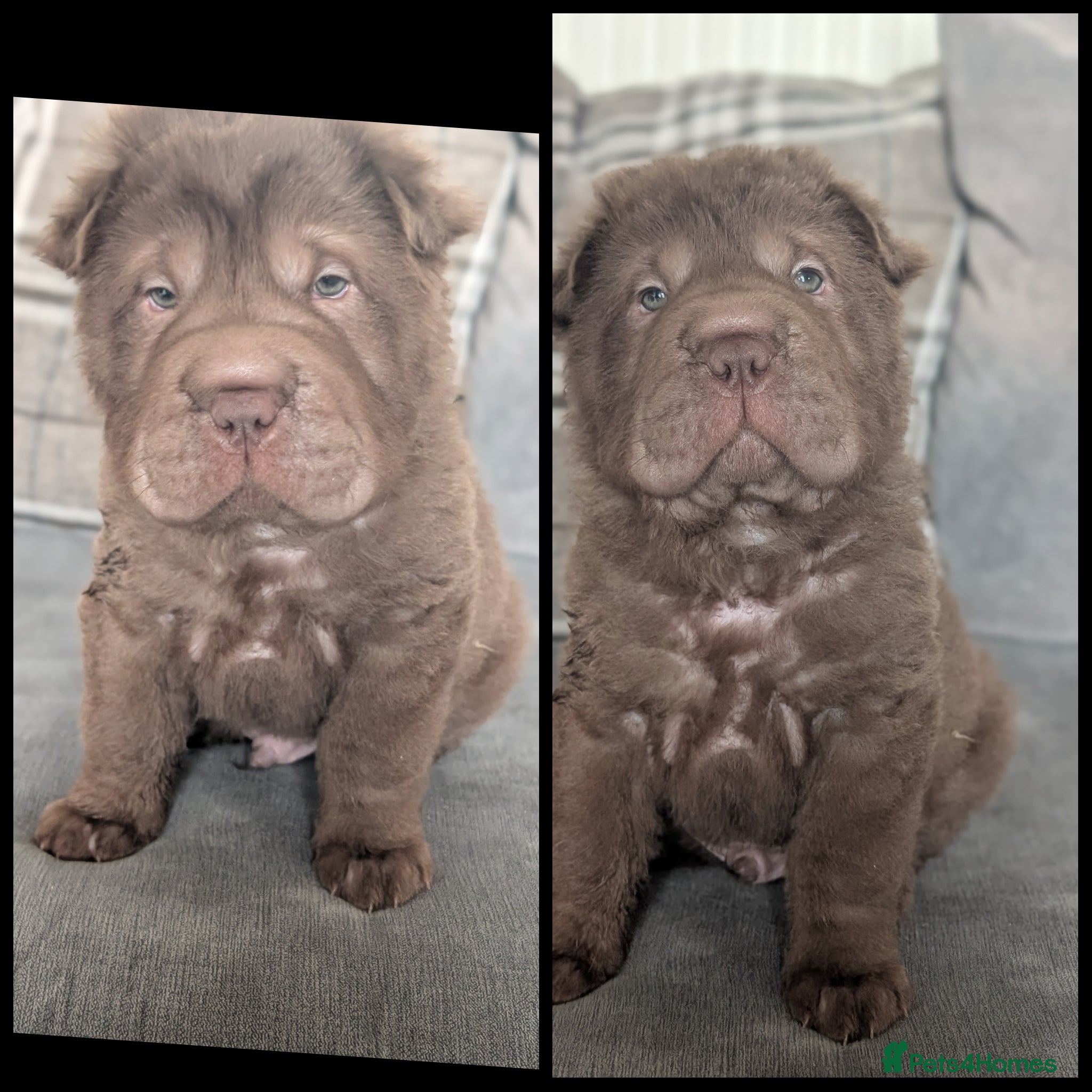 Shar Pei dogs LAST LITTLE BOY READY FROM THURSDAY  - Advert 1