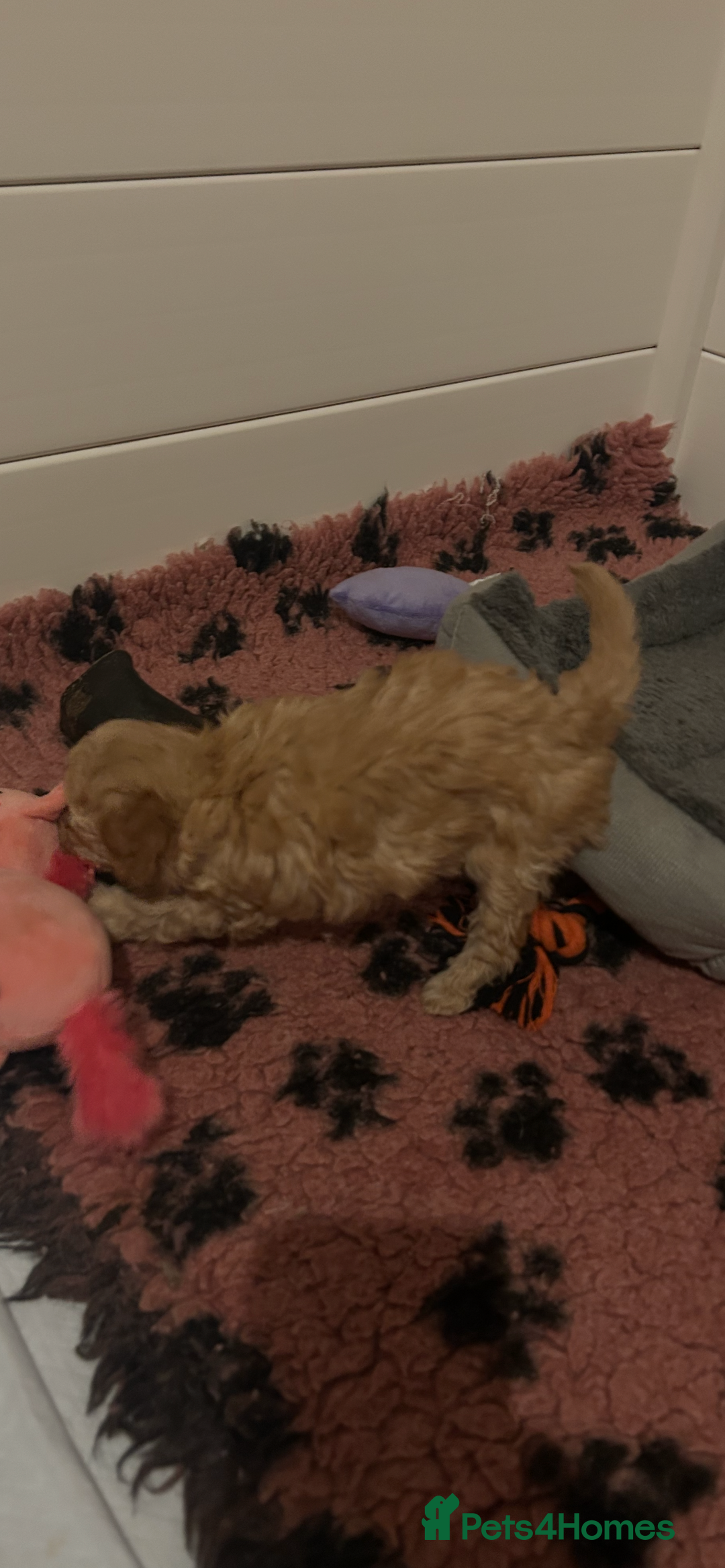 Toy Poodle dogs for sale: kc toy poodles by fully health tested parents - Advert 15