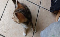 Mixed Breed cats for sale: Stunning kittens  - Image 11