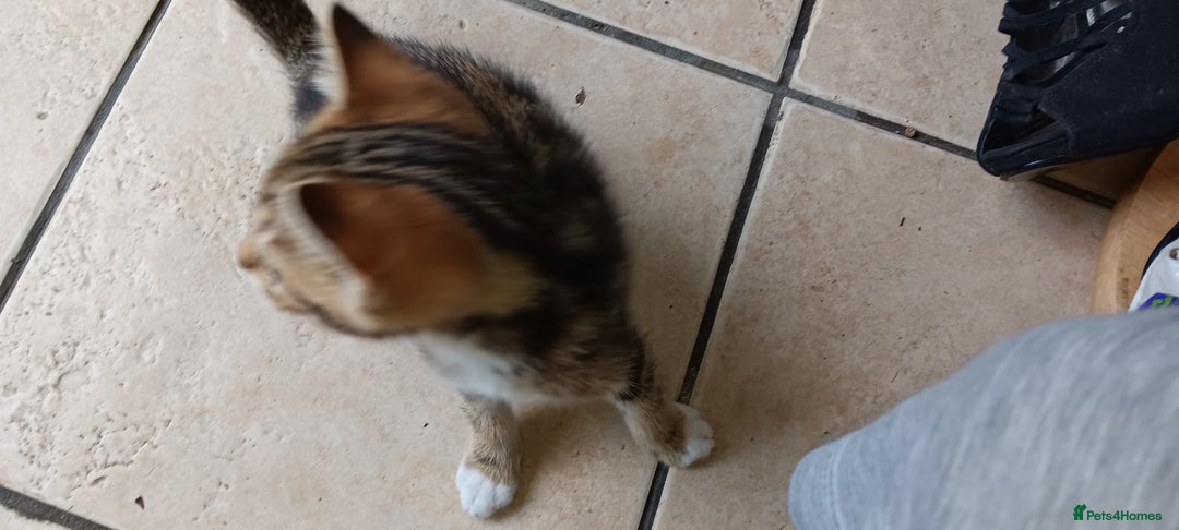 Mixed Breed cats for sale: Stunning kittens  - Image 11