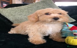 Mixed Breed dogs for sale: shihtzu x toy poodle puppies for sale - Image 13