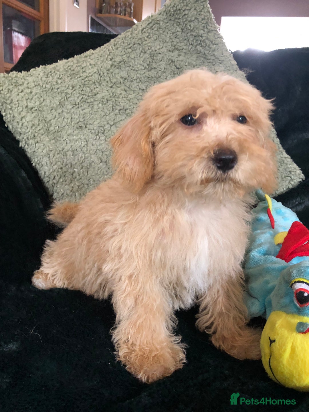 Mixed Breed dogs for sale: shihtzu x toy poodle puppies for sale - Image 13
