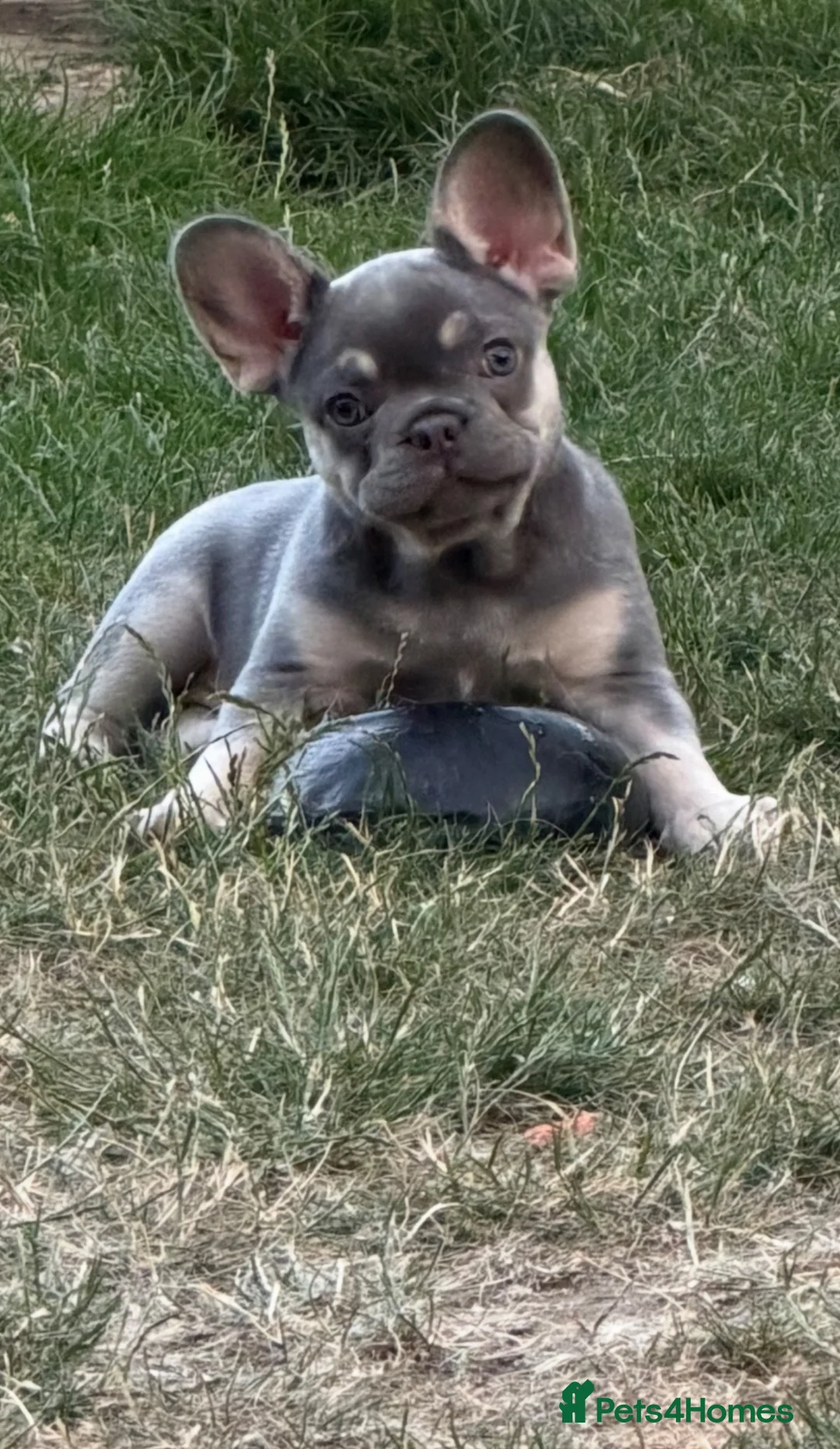 French Bulldog dogs for sale: Grey and tan French bull dog in Boston - Advert 1