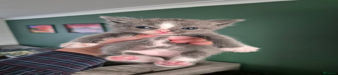 Ragdoll Kitten 6