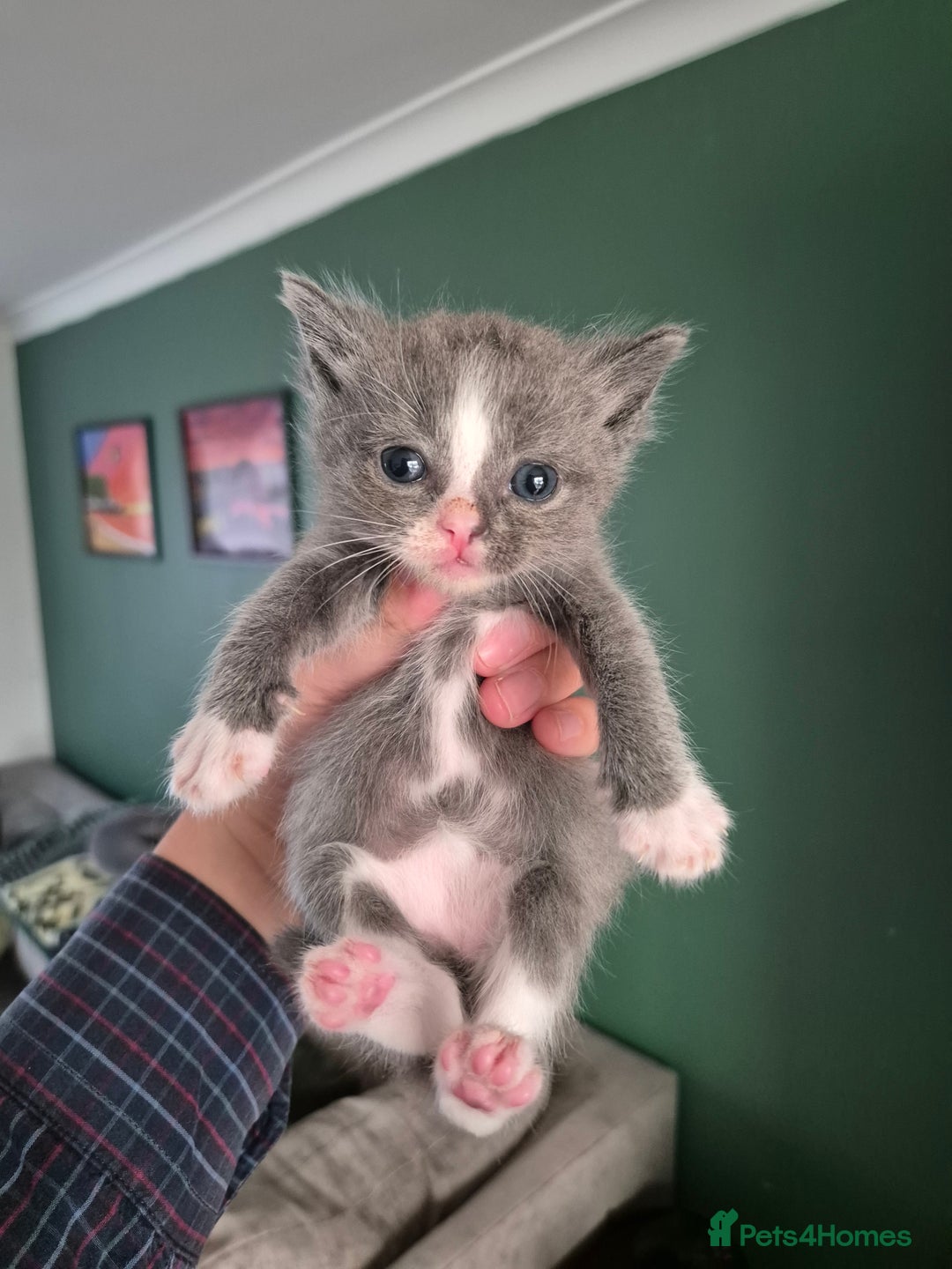 Ragdoll cats for sale: Ragdoll Kittens Gateshead - Image 14