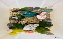 Mixed Breed birds for sale: Various birds for sale - Image 16
