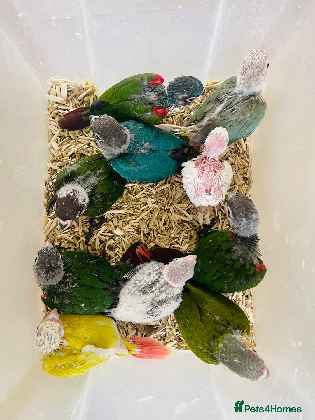 Mixed Breed birds for sale: Various birds for sale - Image 16