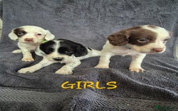 English Springer Spaniel dogs for sale: English Springer Spaniel Pups - Image 8