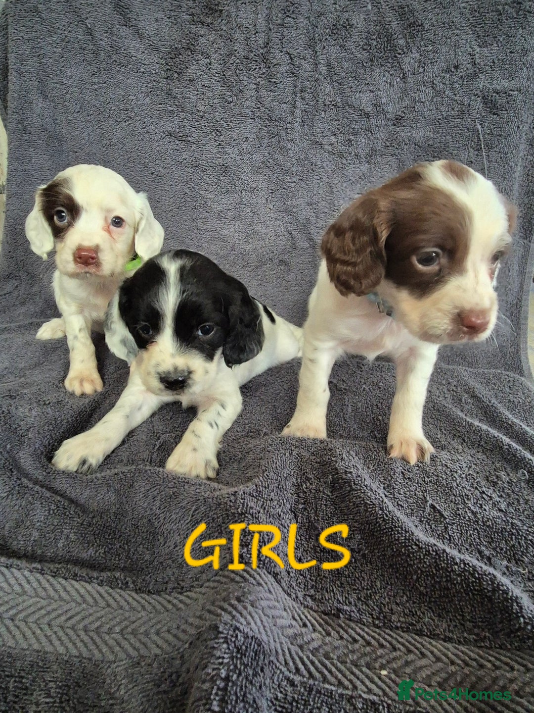 English Springer Spaniel dogs for sale: English Springer Spaniel Pups - Image 8