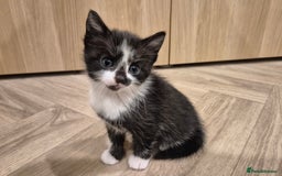 Mixed Breed cats for sale: 5 lovely kittens - Advert 9