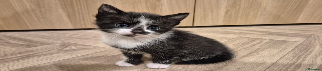 Mixed Breed Kitten 5