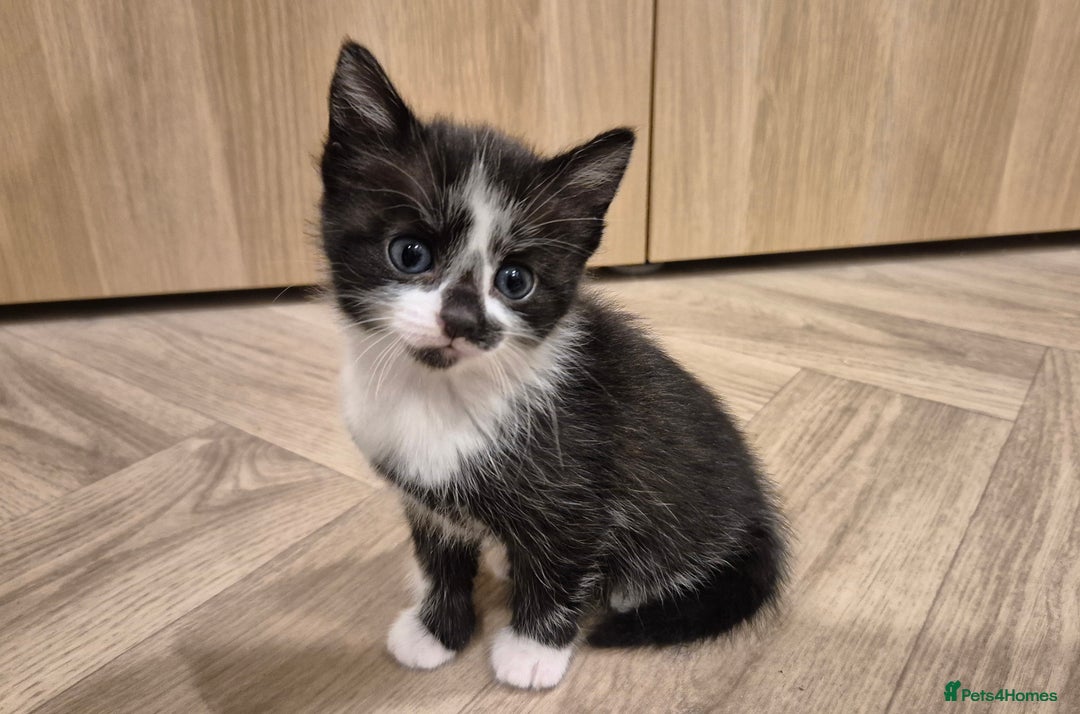 Mixed Breed cats for sale: 5 lovely kittens - Advert 9
