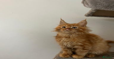 Maine Coon cats - Advert 3