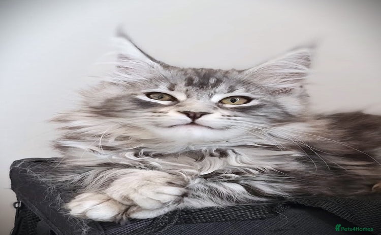 Maine Coon cats - Advert 2