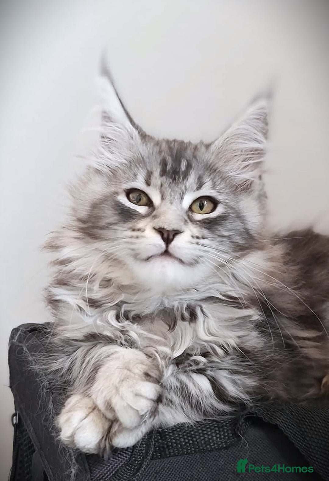 Maine Coon cats for sale: STUNNING XL PEDIGREE MAINE COON KITTENS  - Image 1