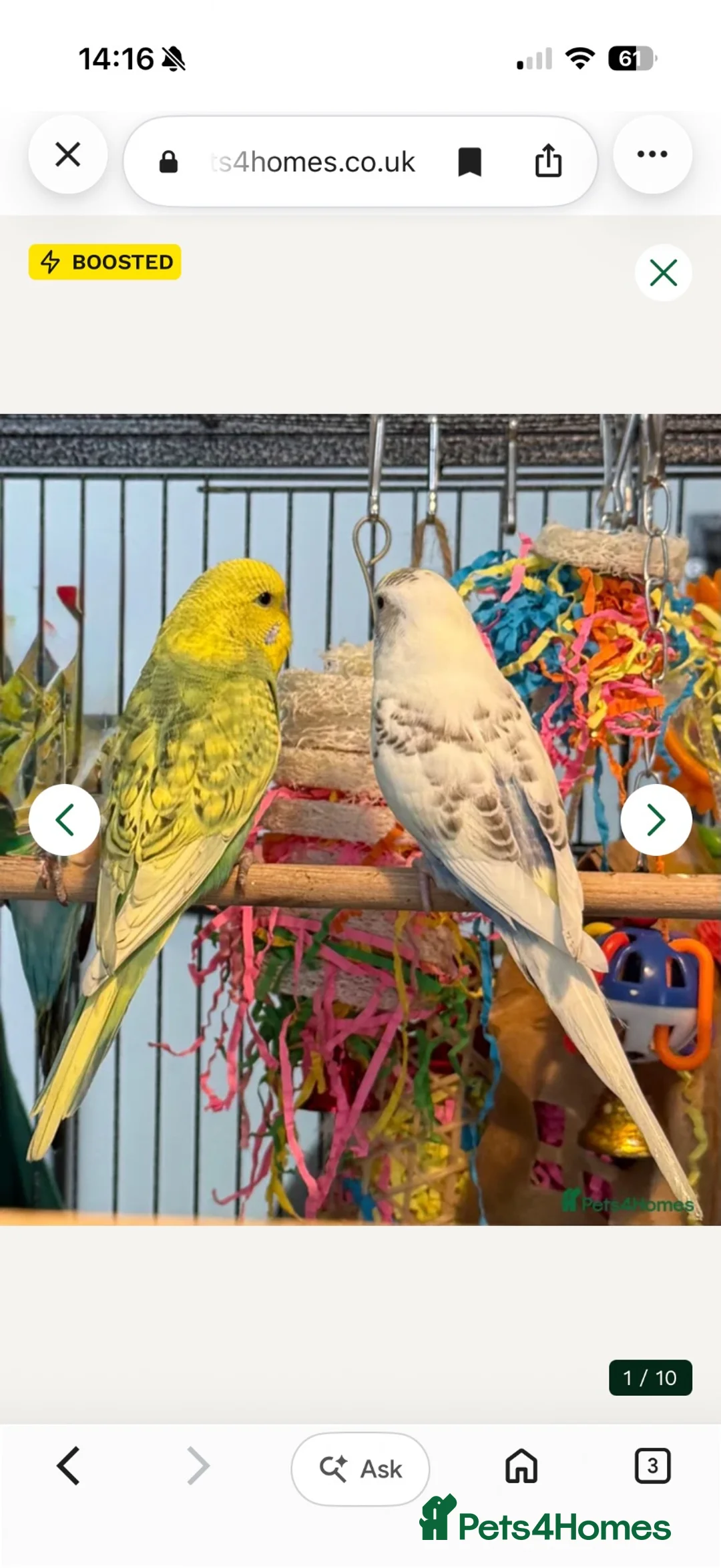 Budgerigars birds for sale: Bonded birds 10 week  budgies young  wa7  - Advert 1
