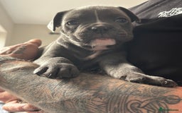 Mixed Breed dogs for sale: canó corso cross british bulldog stunning colours  - Image 8